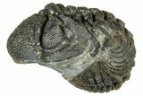 Long, Curled Morocops Trilobite - Morocco #323515-2